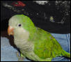 New Quaker