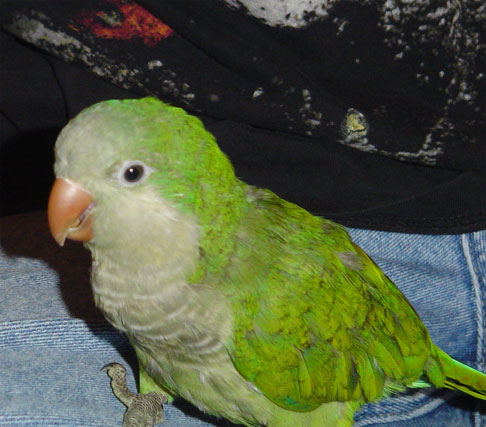 New Quaker