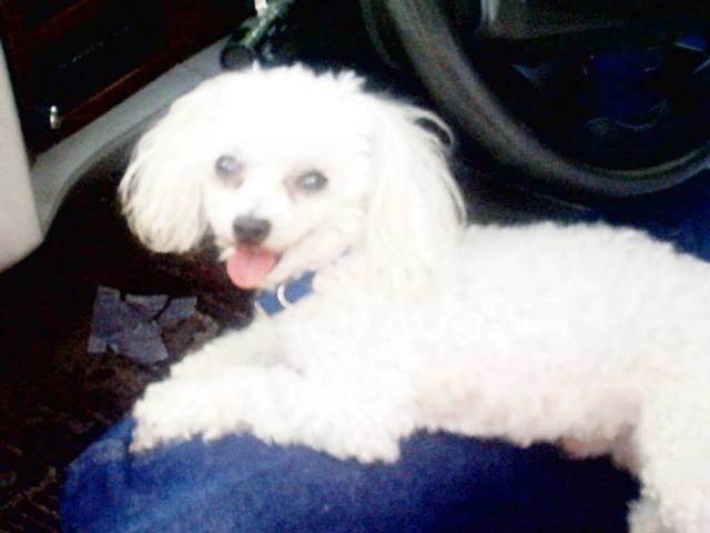 Sir Galahad