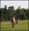 Pocita and Zen