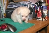 Puffy wit mouse and pepsi bottle