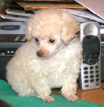 puffy is not as tall as my portable phone