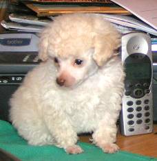 puffy is not as tall as my portable phone