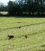 Family dogs walking too  Ripple Chayla and Commanche