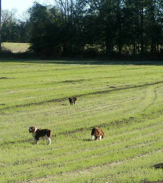 Family dogs walking too  Ripple Chayla and Commanche