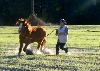 Ginger and Leila playing