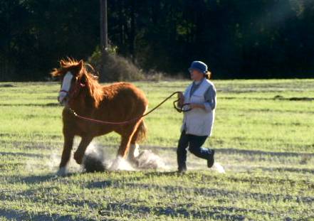 Ginger and Leila playing