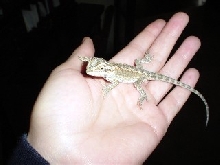 Baby Dino