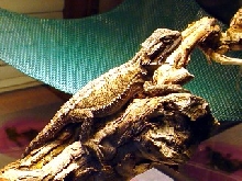 This is Peanut