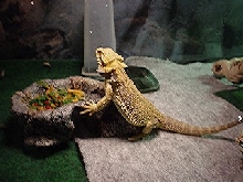 Dino