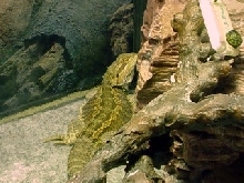 Dino