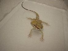 Peanut in the bath