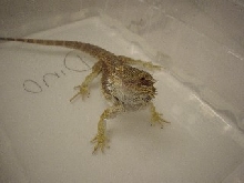 Dino taking a bath