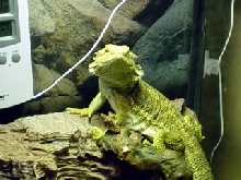 Another pic of Dino