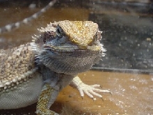 Peanut in shed