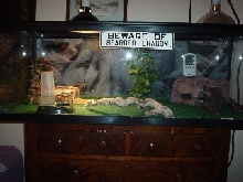 Dino's 65 gallon