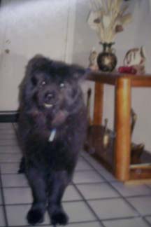 Chow Chow