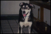 Mix Husky/Australian Shepherd