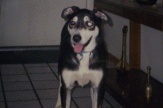 Mix Husky/Australian Shepherd