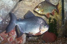Red Bellied Pacu (12")