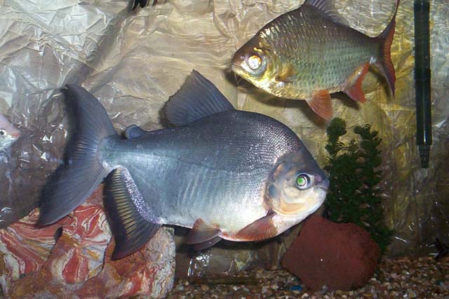 Red Bellied Pacu (12")