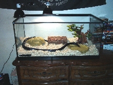 tankview