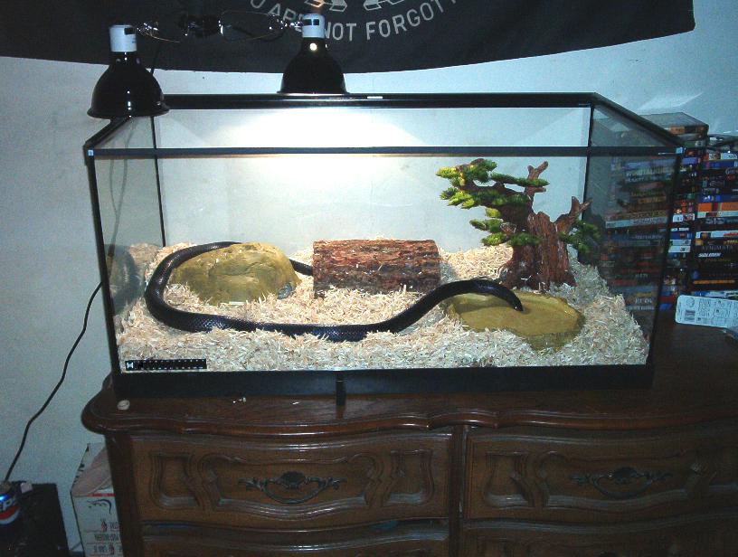 tankview