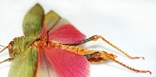 Lophacris Cristata (Peru) Giant Grasshopper