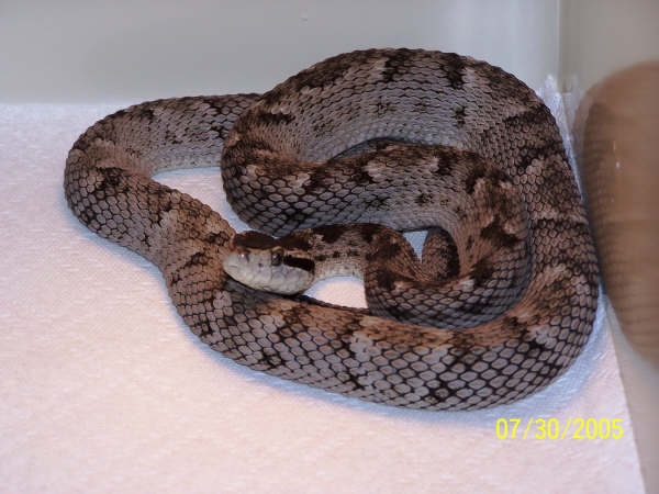 Bothrops Caribbaeus