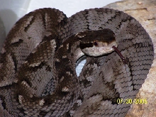Bothrops Caribbaeus