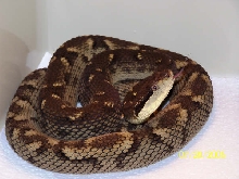 Bothrops Caribbaeus