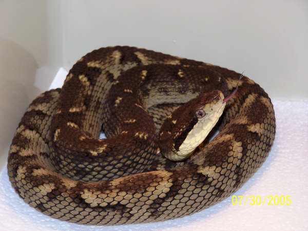 Bothrops Caribbaeus