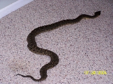 Bothrops Caribbaeus