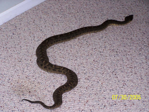 Bothrops Caribbaeus