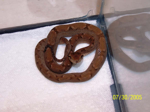 Bothrops Caribbaeus