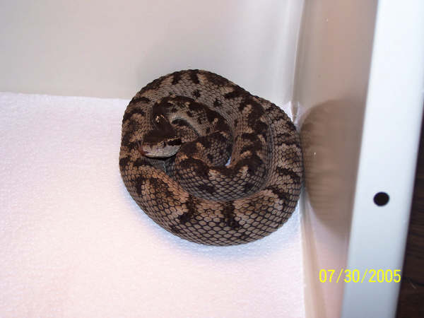 Bothrops Caribbaeus