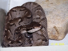 Bothrops Caribbaeus