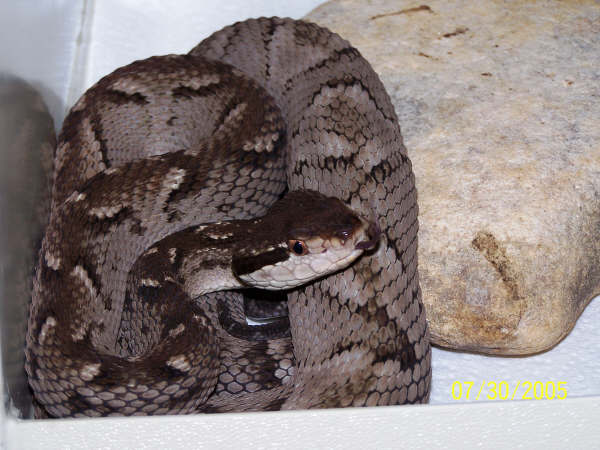 Bothrops Caribbaeus