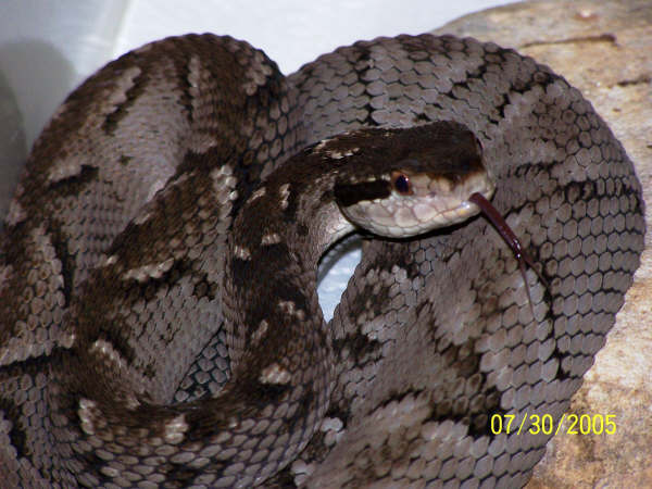Bothrops Caribbaeus