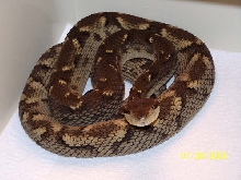 Bothrops Caribbaeus