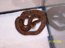 Bothrops Caribbaeus