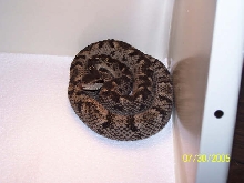 Bothrops Caribbaeus