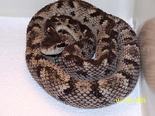 Bothrops Caribbaeus