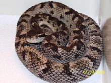 Bothrops Caribbaeus