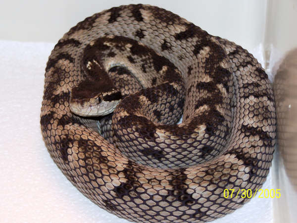 Bothrops Caribbaeus