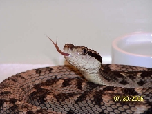 Bothrops Caribbaeus