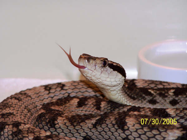 Bothrops Caribbaeus