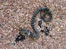 snake1