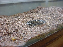 snake2