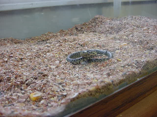snake2